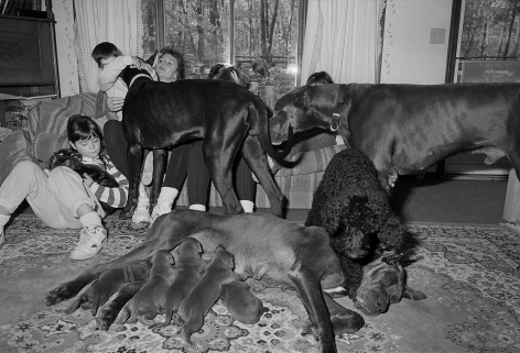 Family with Great Danes and Poodle, Blackstone, Massachusetts - 1991