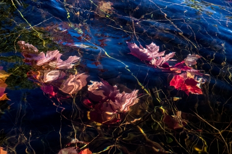 Sage Sohier, Nymphaea 16 (submerged red maple leaves/reflected blue sky), 2018