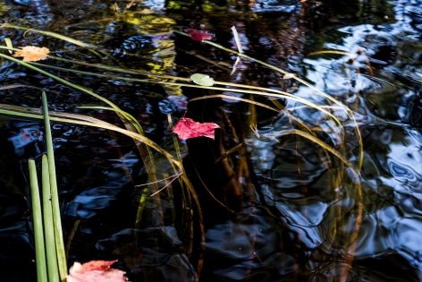Sage Sohier, Nymphaea 5 (red leaf floating between grasses/blue sky reflection), 2018