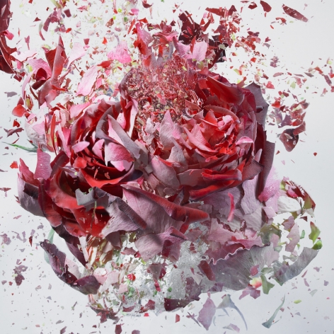 Martin Klimas, Exploding Flower (04), 2012