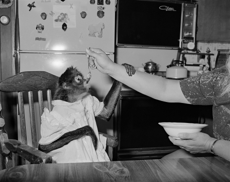 Monkey being fed in high chair, Raymond, New Hampshire - 1993